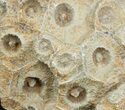 Fossil Coral (Actinocyathus) Head - Morocco #44871-1